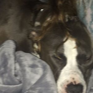 Meet your Posher, Joey